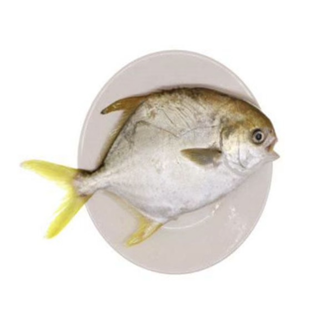 【新鲜】金鲳鱼约800g/份