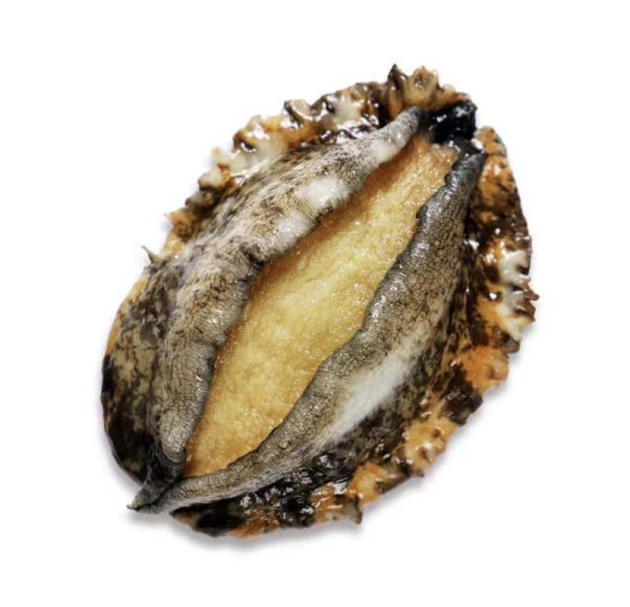 （活鲜）大鲍鱼约100g/4只