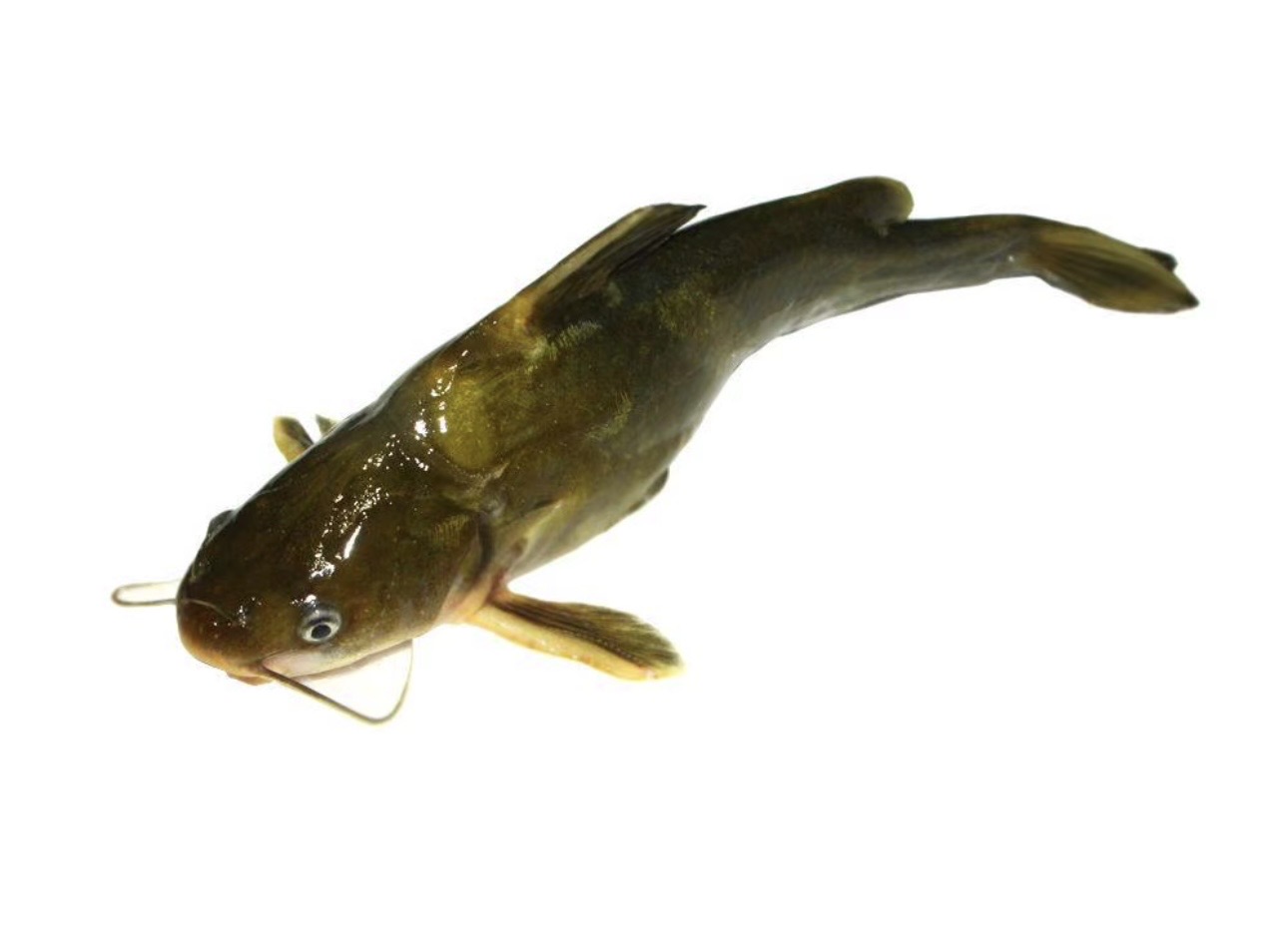 【活鲜】黄颡鱼/黄骨鱼（默认宰杀）约200g/3条